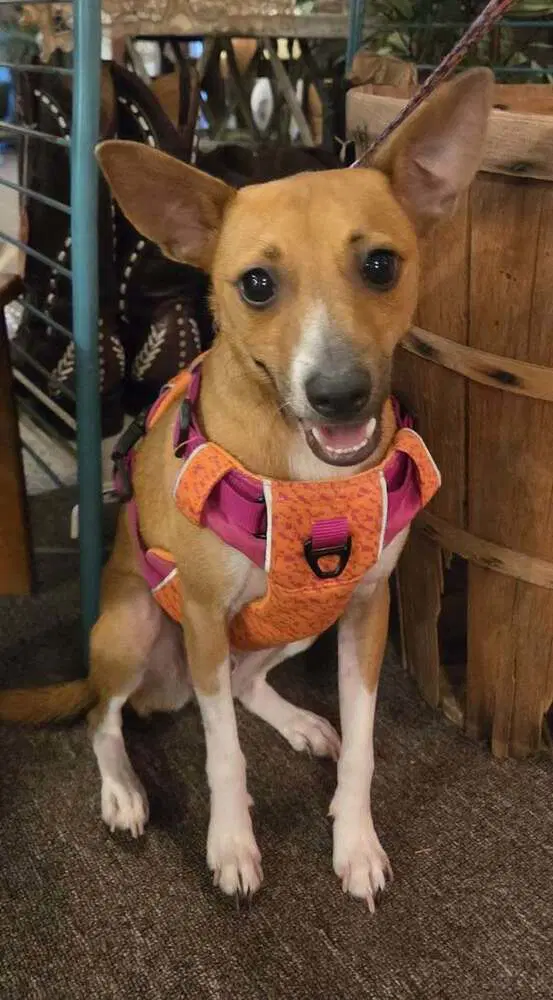 Mojo - Terrier