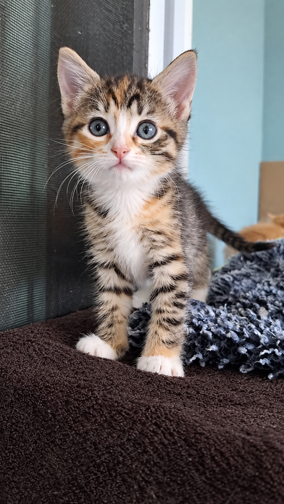 Cadbury