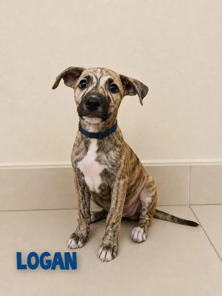 Logan - Terrier
