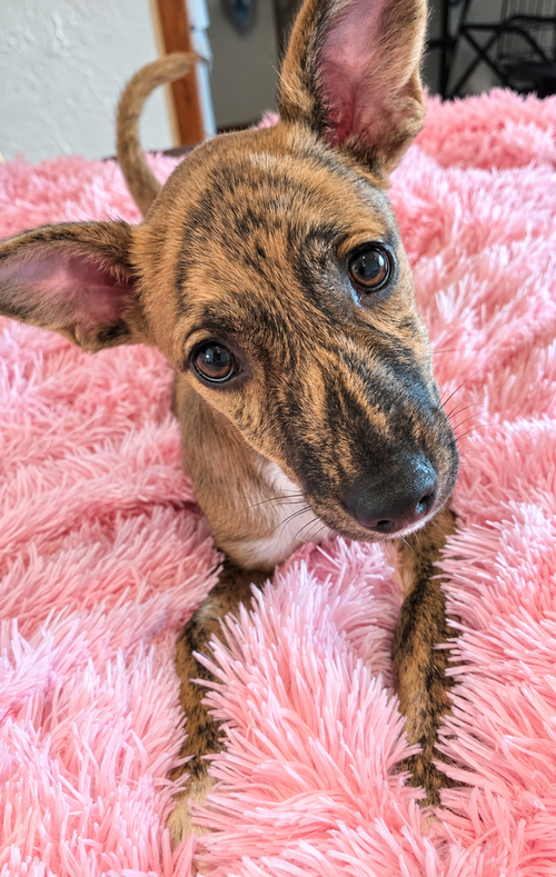 Louise, a dog for adoption from Ayla's Acres No-Kill Animal Rescue