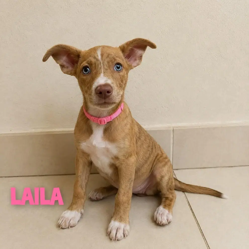 Laila - Terrier