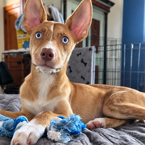 Laila, a dog for adoption from Ayla's Acres No-Kill Animal Rescue