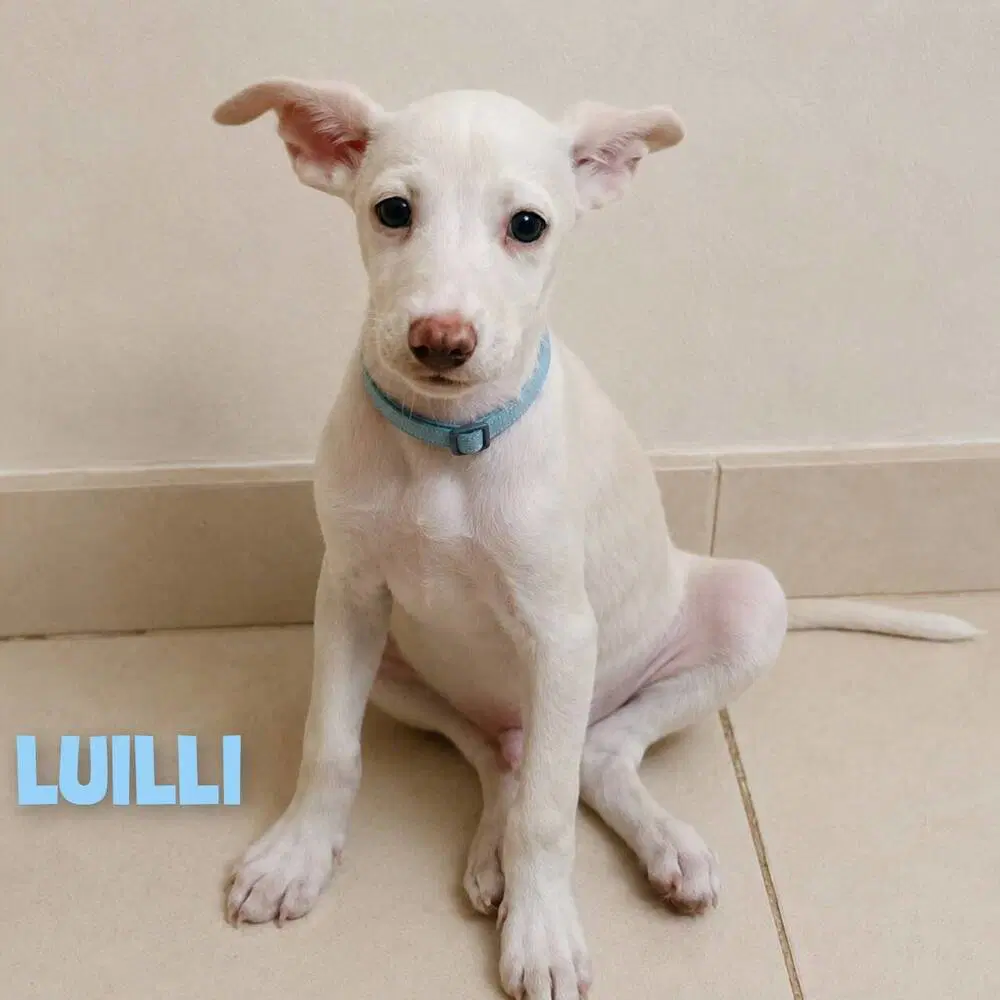 Luilli - Terrier