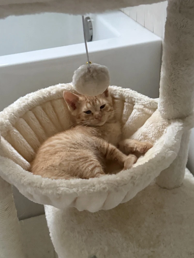 Duke Fluffernutter