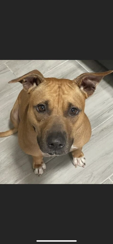 Penny