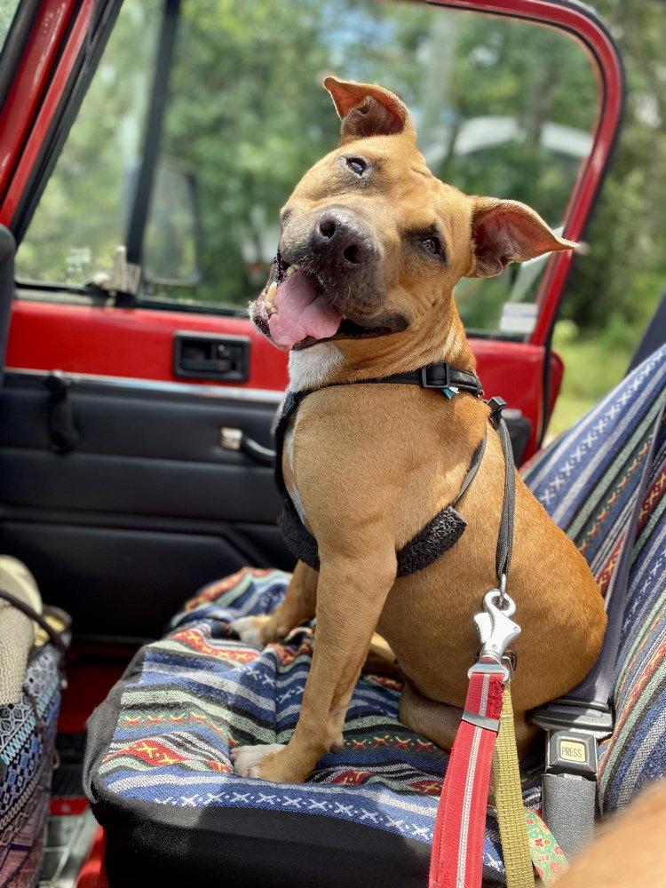 Penny, Black Mouth Cur