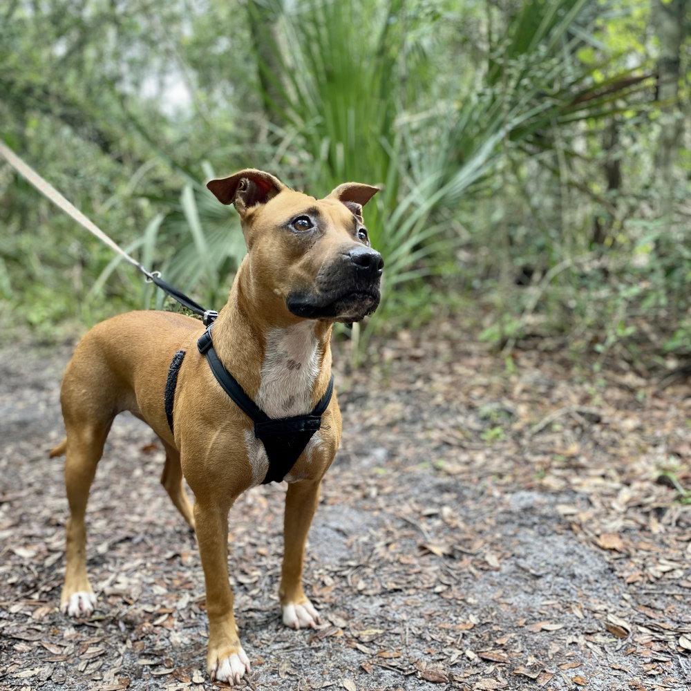 Penny, photo 2
