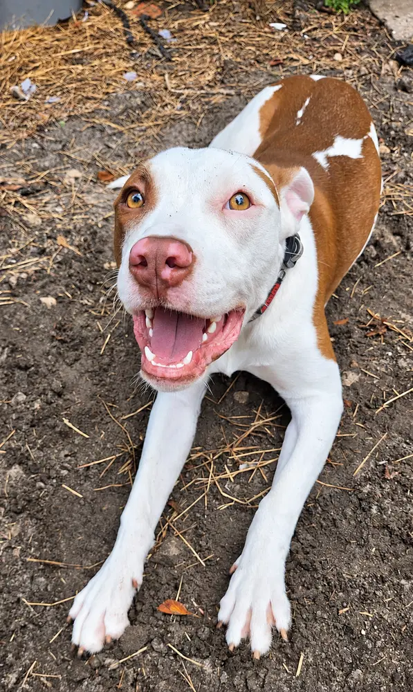 Star - Terrier