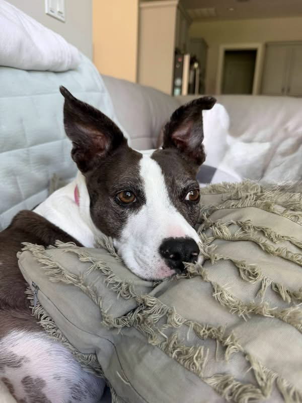 Mia, Terrier