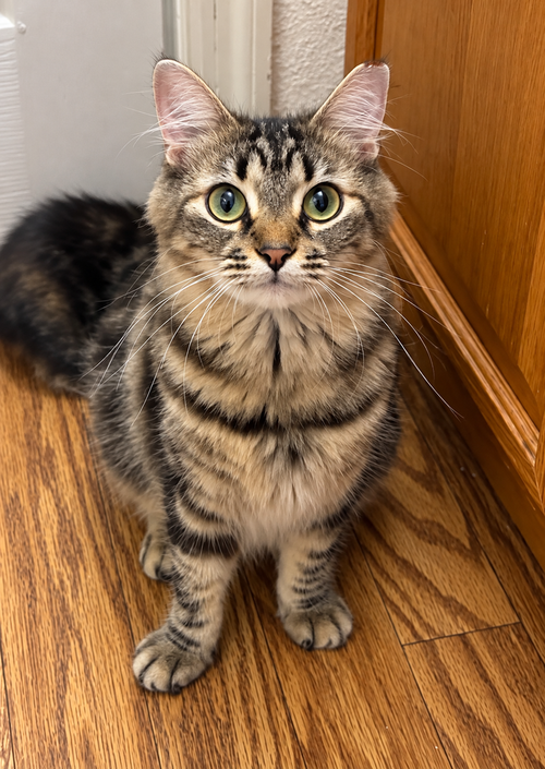 Gracie, a cat for adoption from Ayla's Acres No-Kill Animal Rescue