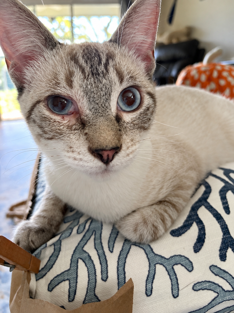 Sheldon, Siamese