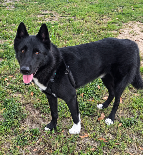 Laredo, a dog for adoption from Ayla's Acres No-Kill Animal Rescue