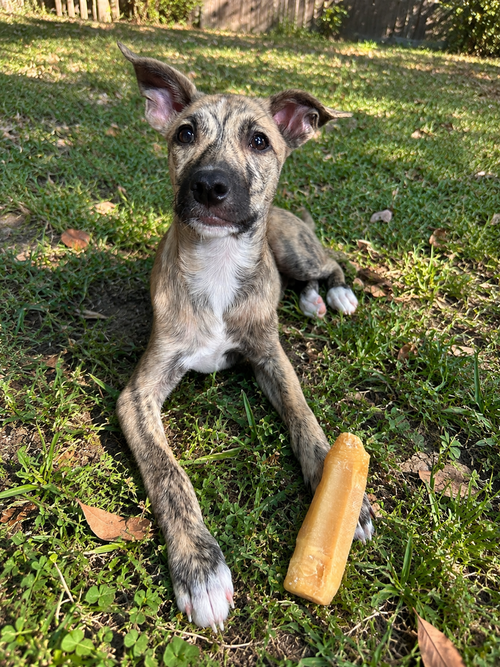 Logan, a dog for adoption from Ayla's Acres No-Kill Animal Rescue
