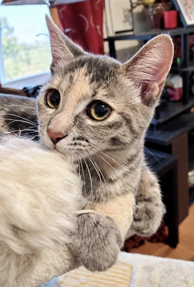Princess Leia - Domestic Short Hair