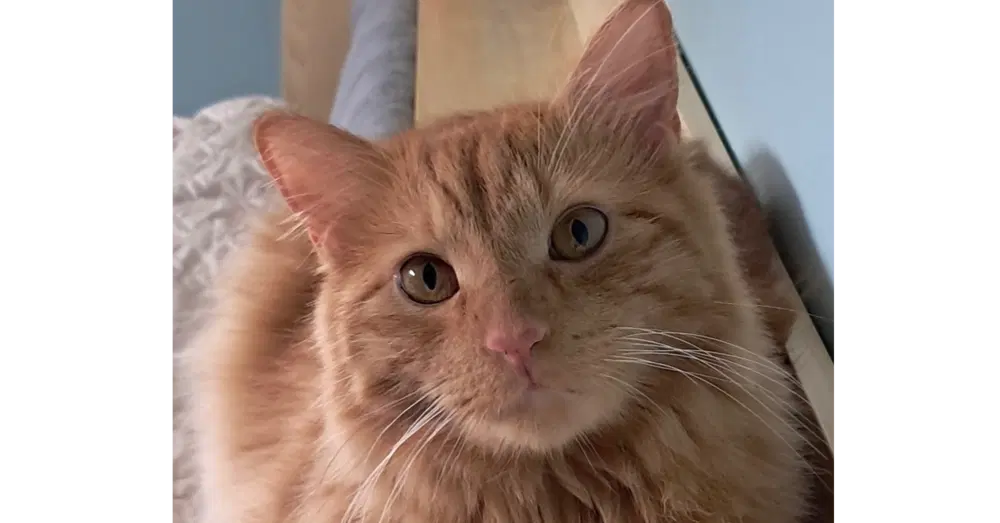 Sunny - Domestic Long Hair