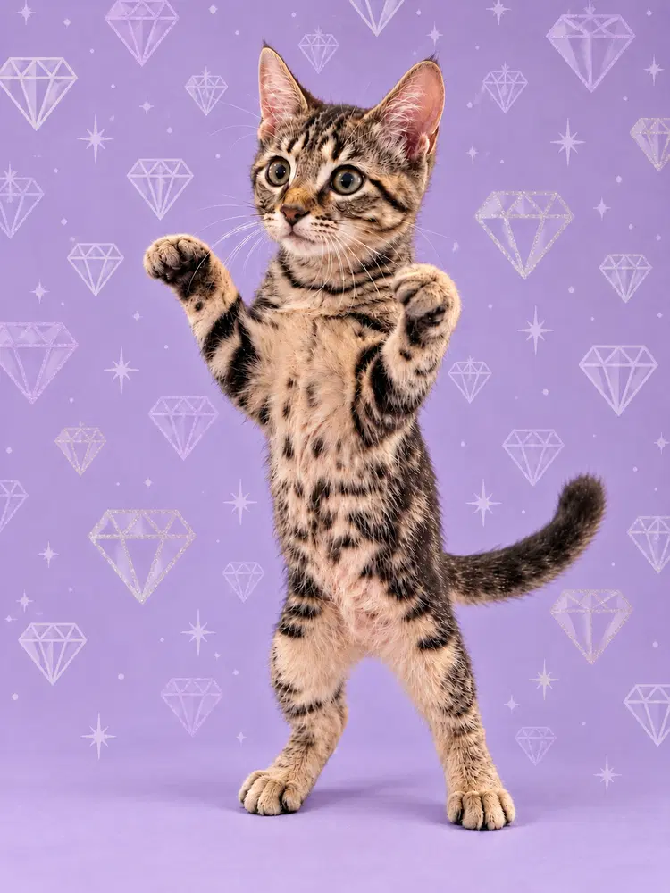 Diamond - Domestic Short Hair