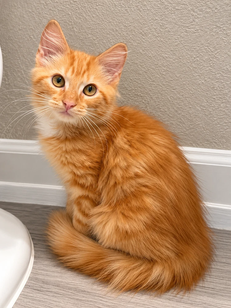 Cheddar