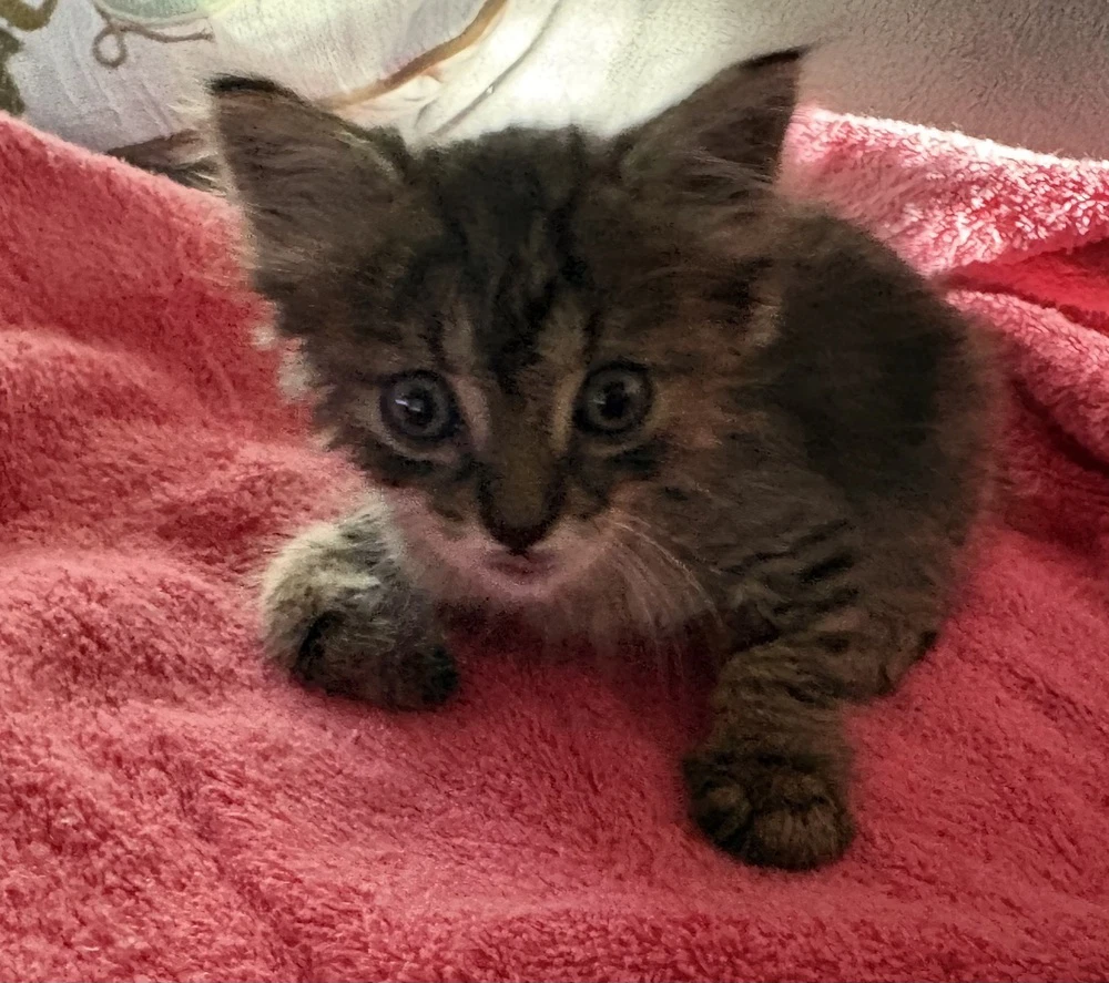 Munchkin