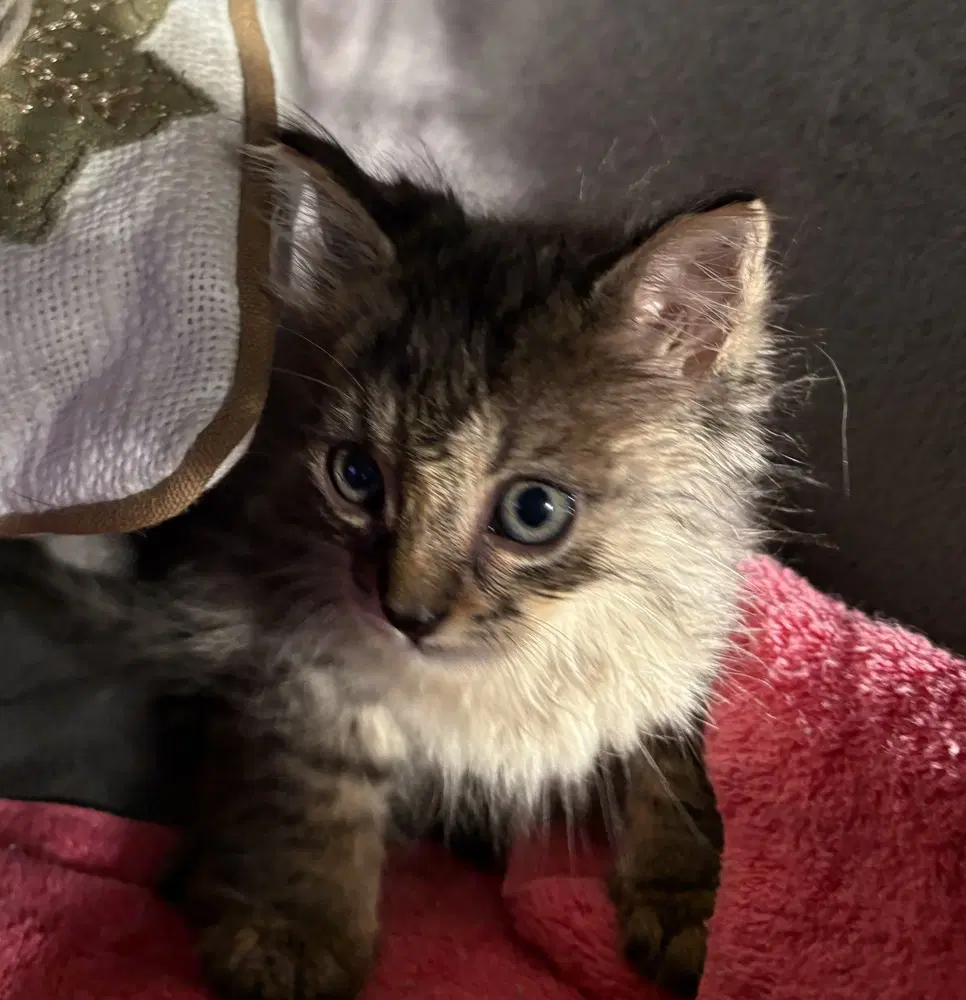 Muffin - Domestic Medium Hair