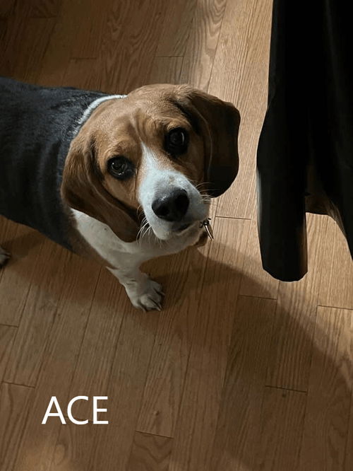 Ace