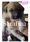 Sarafina