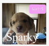 Sparky