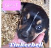 Tinkerbell