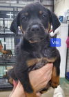 Vito