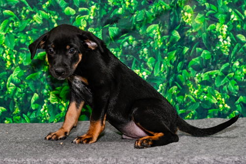 Vito