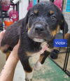 Victor