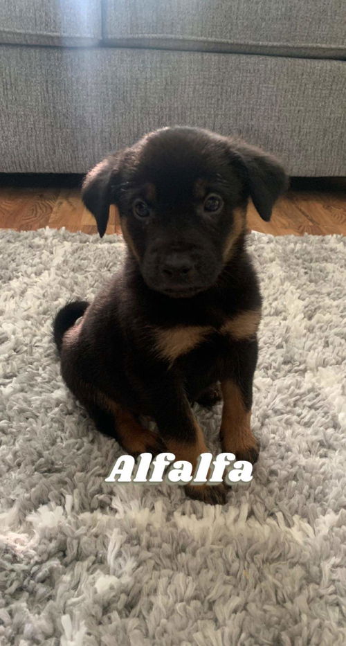 Alfalfa