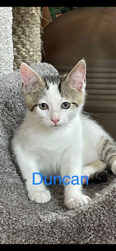 Cat-Duncan