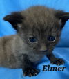 CAT-ELMER