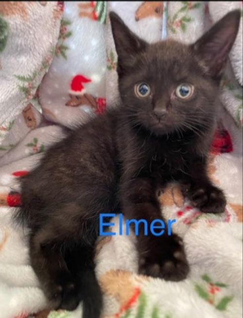 CAT-ELMER