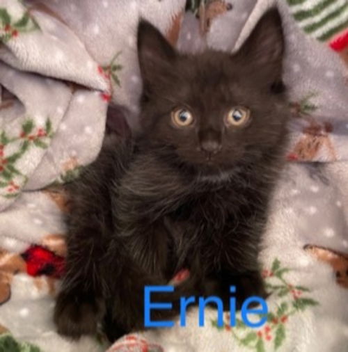 CAT-ERNIE