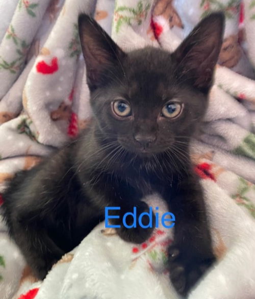 CAT-EDDIE