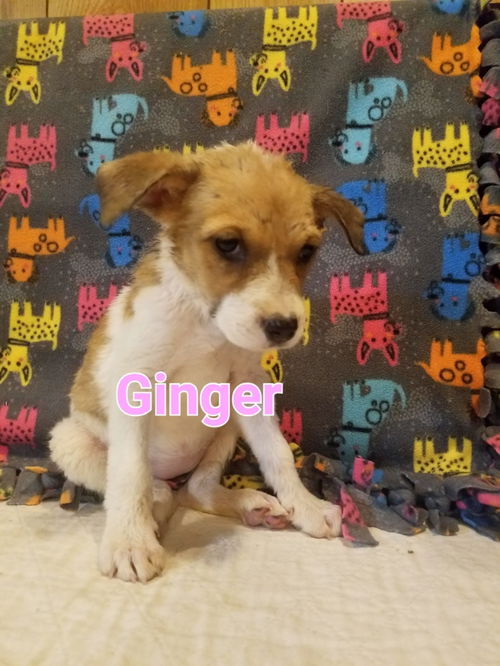 Ginger