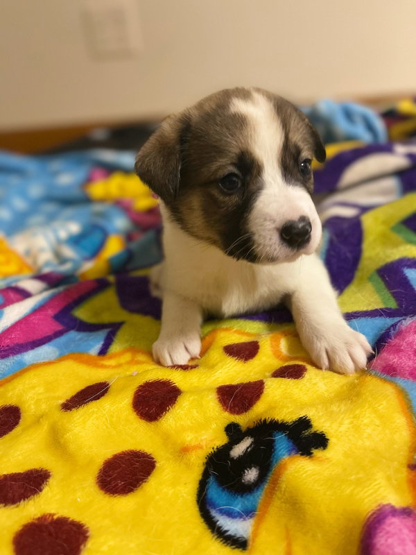 Dog for Adoption FRENCH ONION SOUP, a in Racine, WI Alpha Paw
