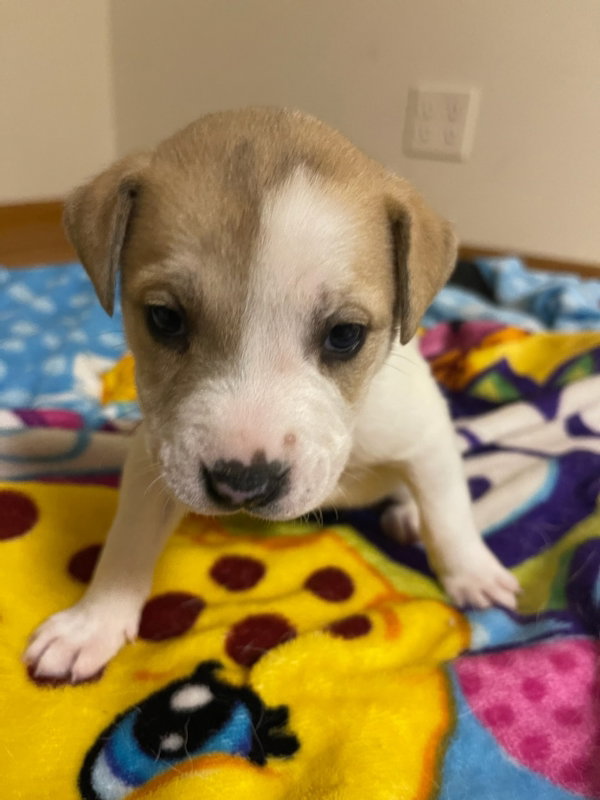 Dog for Adoption FETA CHEESE, a in Lombard, IL Alpha Paw