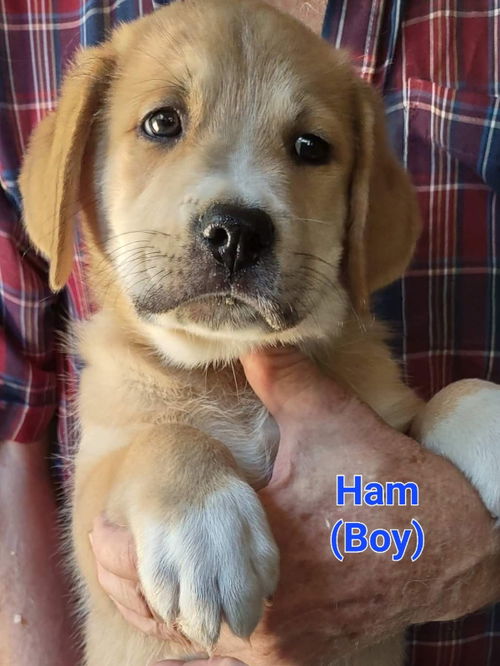 HAM