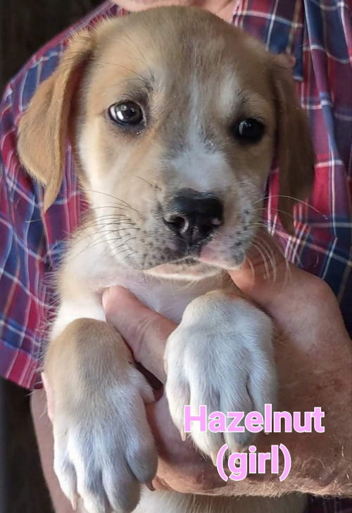 HAZELNUT