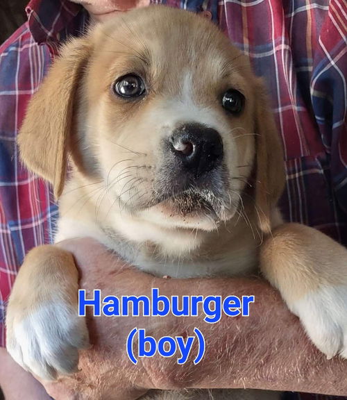 HAMBURGER