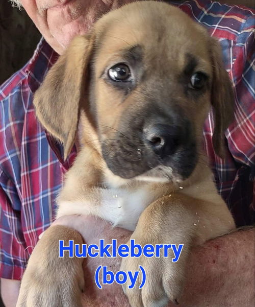 HUCKLEBERRY