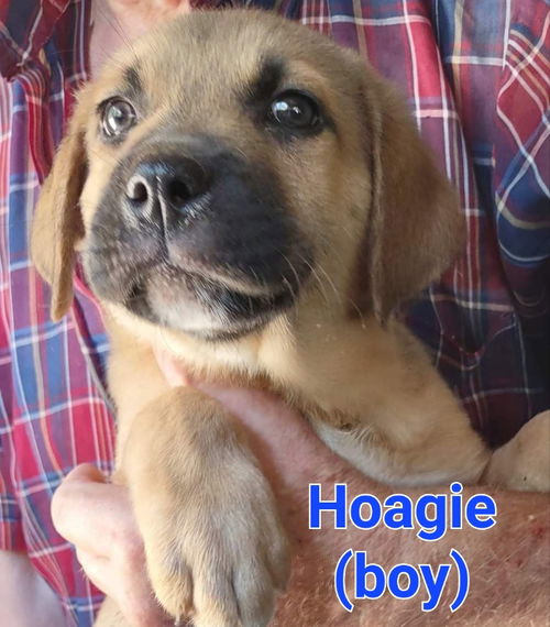 HOAGIE