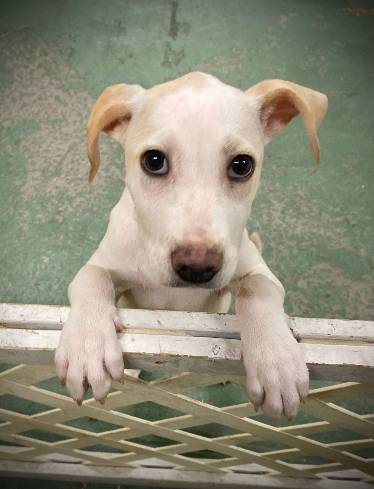 Chicago Lab Rescue Dog for Adoption - HollyBerry, a Labrador Retriever in Chicago, IL ...