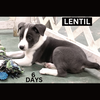 Lentil