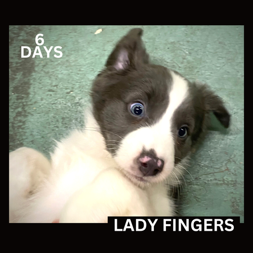 Lady Fingers