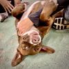 BROWNIE