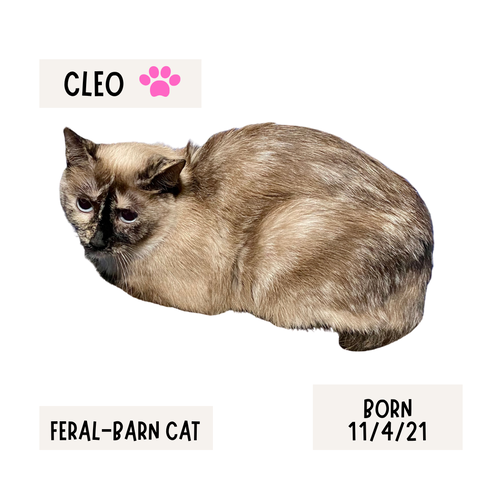 CAT-Cleo