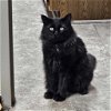 adoptable Cat in  named CAT-Gunnison